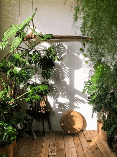Monstera Dubia: Expert Care Tips and Tricks 3 Monstera Dubia: Expert Care Tips and Tricks 1