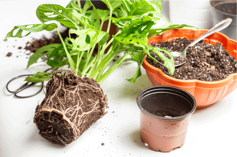 Monstera Dubia: Expert Care Tips and Tricks 4 Monstera Dubia: Expert Care Tips and Tricks 2