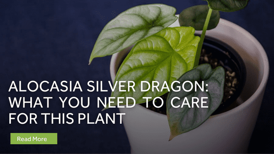 alocasia silver dragon