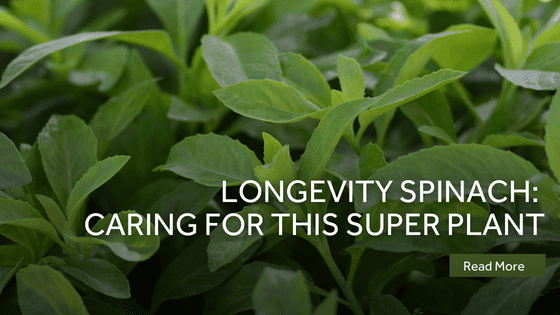 longevity spinach