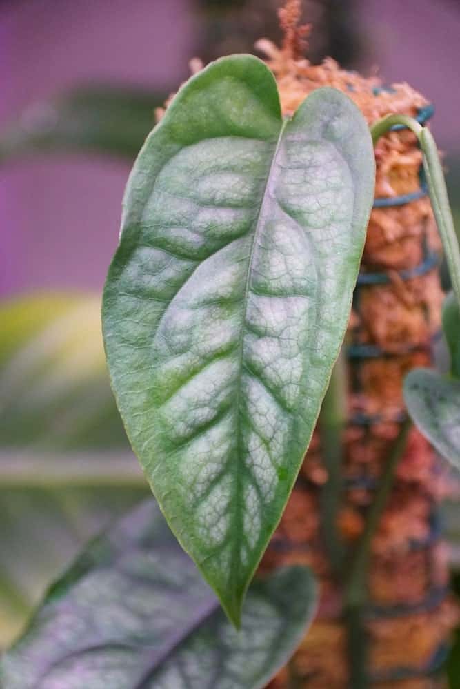 Monstera Siltepecana: Premiere Care Guide 4 Monstera Siltepecana: Premiere Care Guide 2