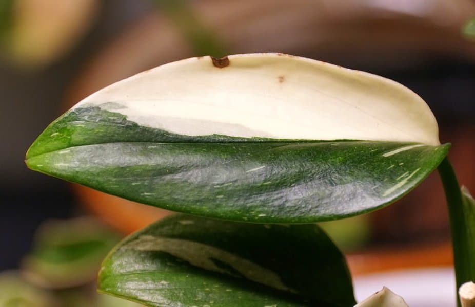 Monstera Standleyana: Expert Care Tips 2