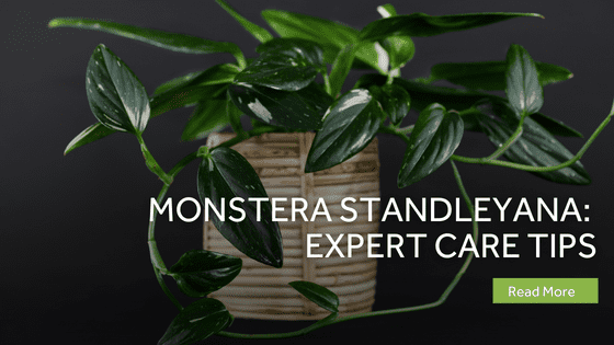 monstera standleyana