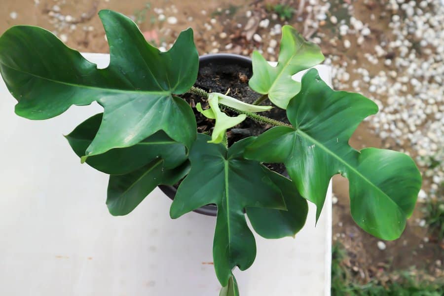 Philodendron Pedatum: Oak Leaf Philodendron Care Guide 2