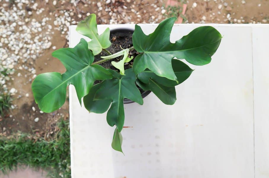 Philodendron Pedatum: Oak Leaf Philodendron Care Guide 3