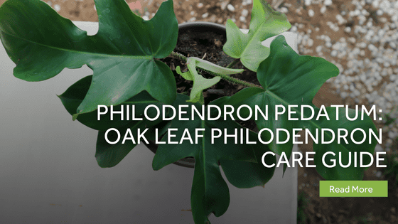 philodendron pedatum