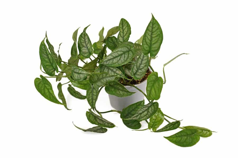 Monstera Siltepecana: Premiere Care Guide 3 Monstera Siltepecana: Premiere Care Guide 1