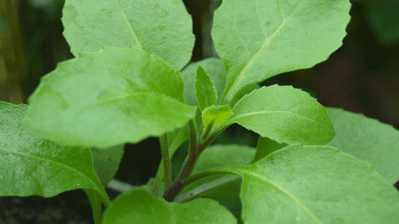 Longevity Spinach: Caring For This Super Plant 2