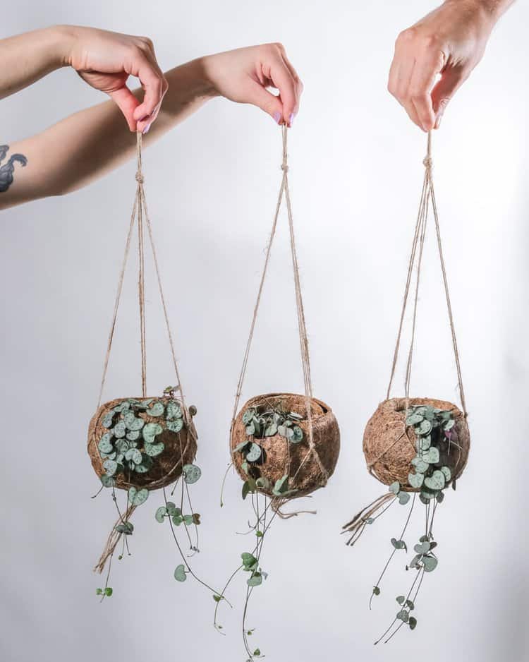 String of Hearts: Premier Care For This Trailing Vine 3 String of Hearts: Premier Care For This Trailing Vine 1