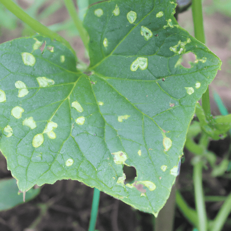 example picture of white spots on cucumber leaves