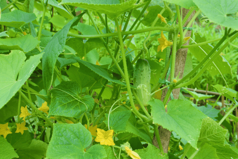 White Spots On Cucumber Leaves Causes And Treatment