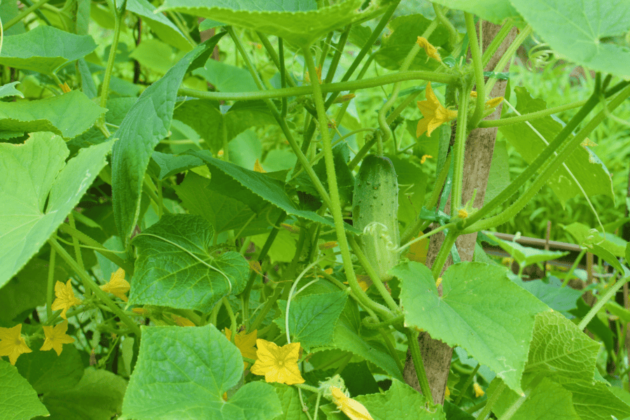 white spots on cucumber leaves