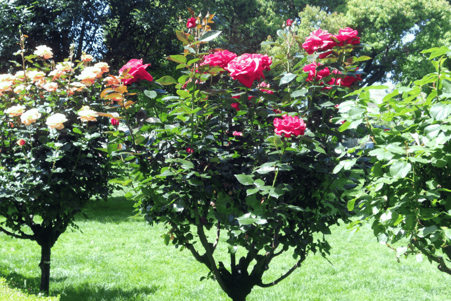 white spots on rose leaves